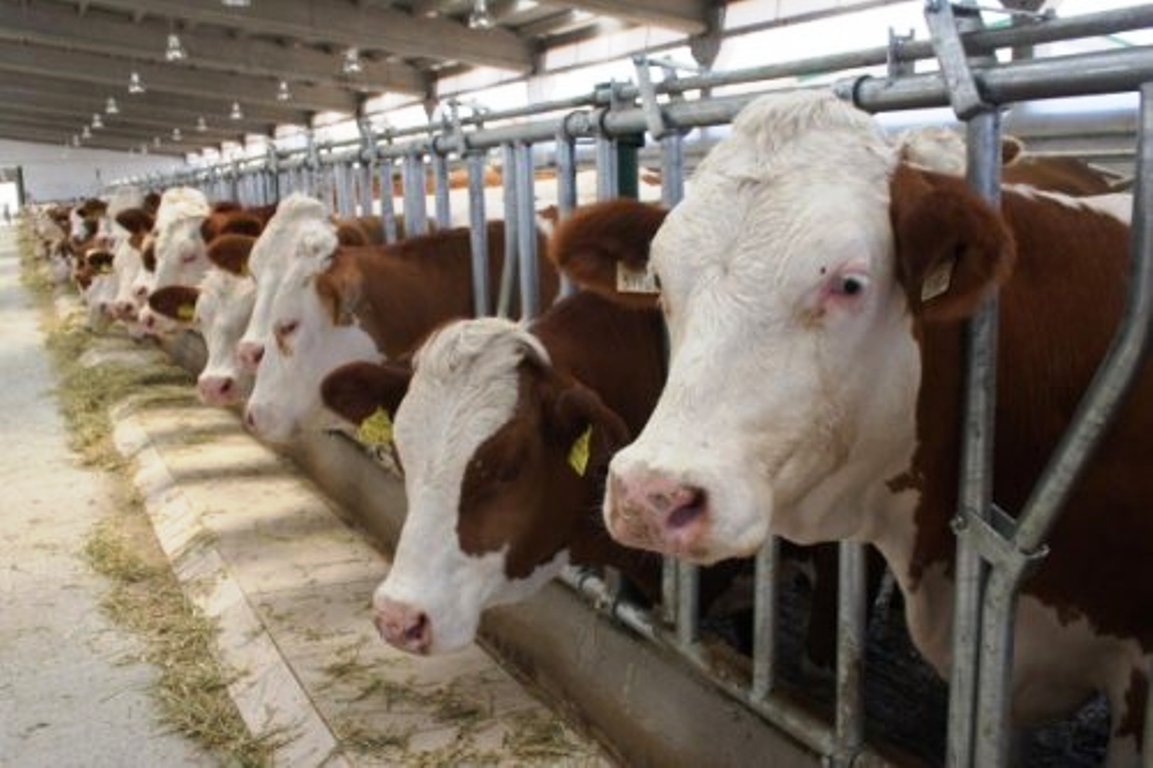 simmental 1