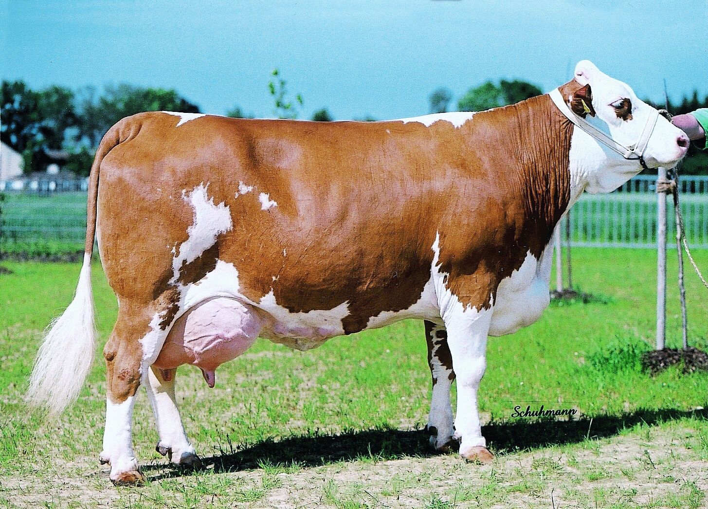 simmental 22